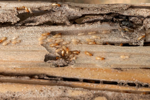 Best Termite Control Services  in Batesburg Leesville, SC